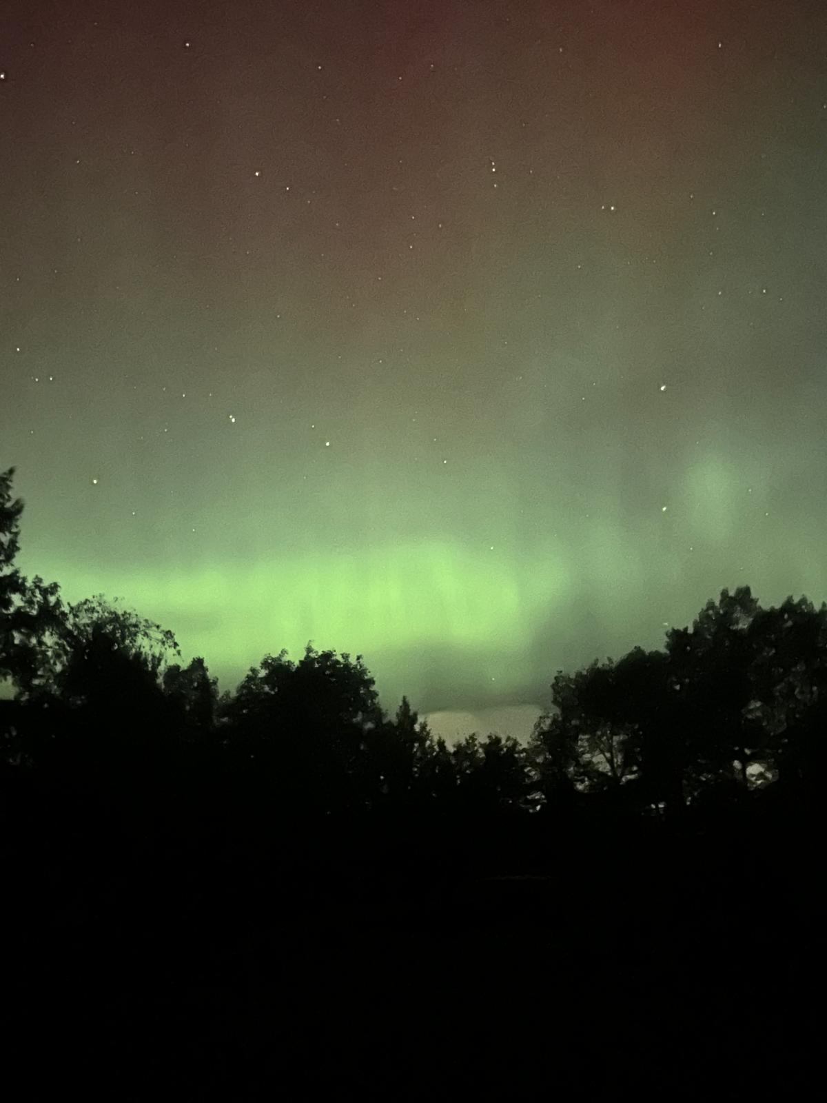 Green northern lights glowing above a dark forest