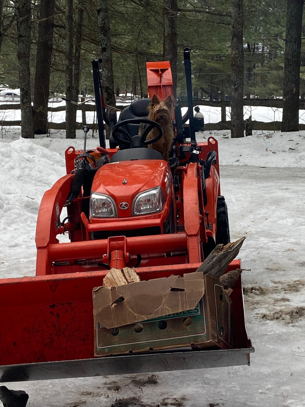 A small terrier riding on an orange tractor across the snowy ranch yard