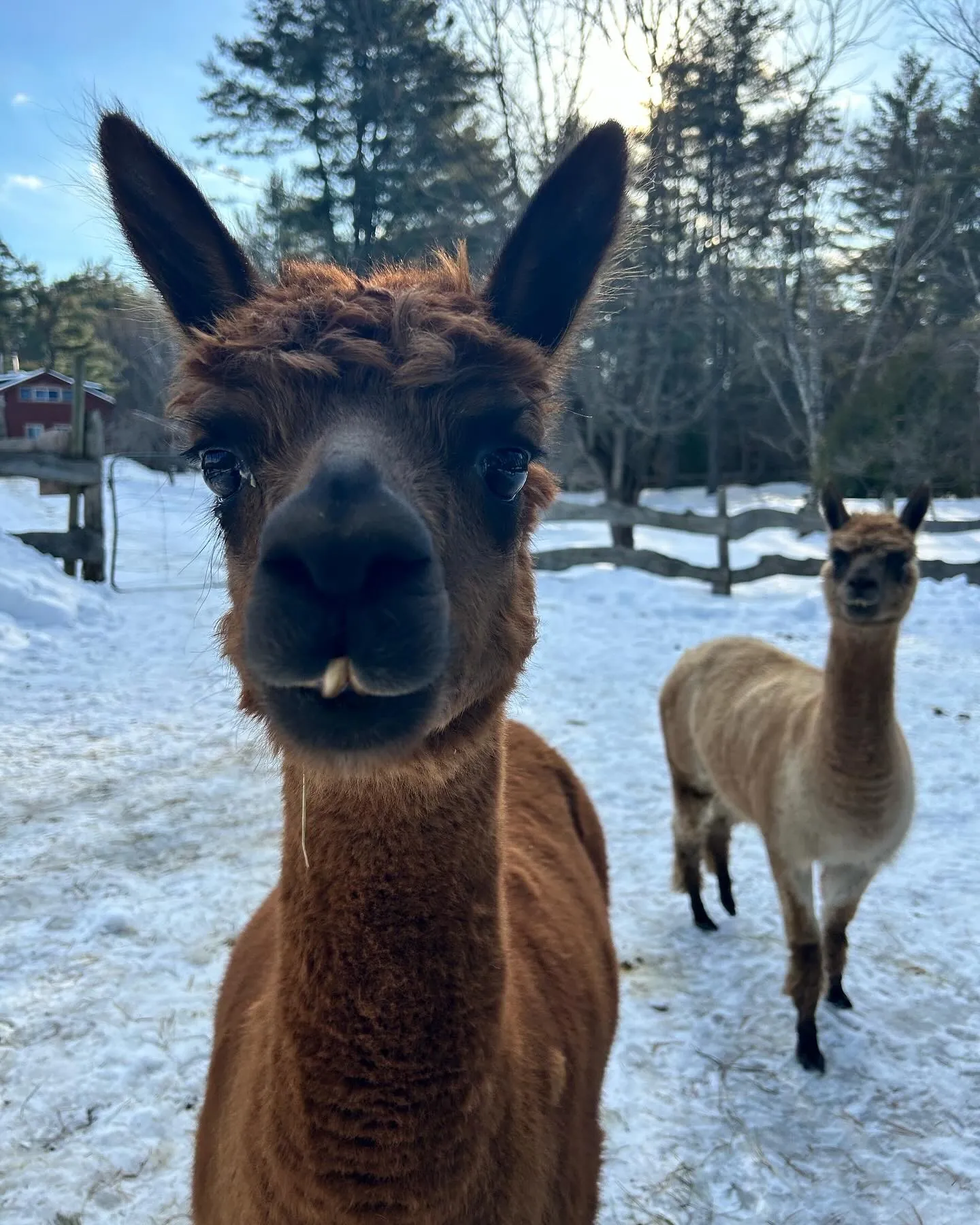A curious brown alpaca looking into the camera in a snowy paddock