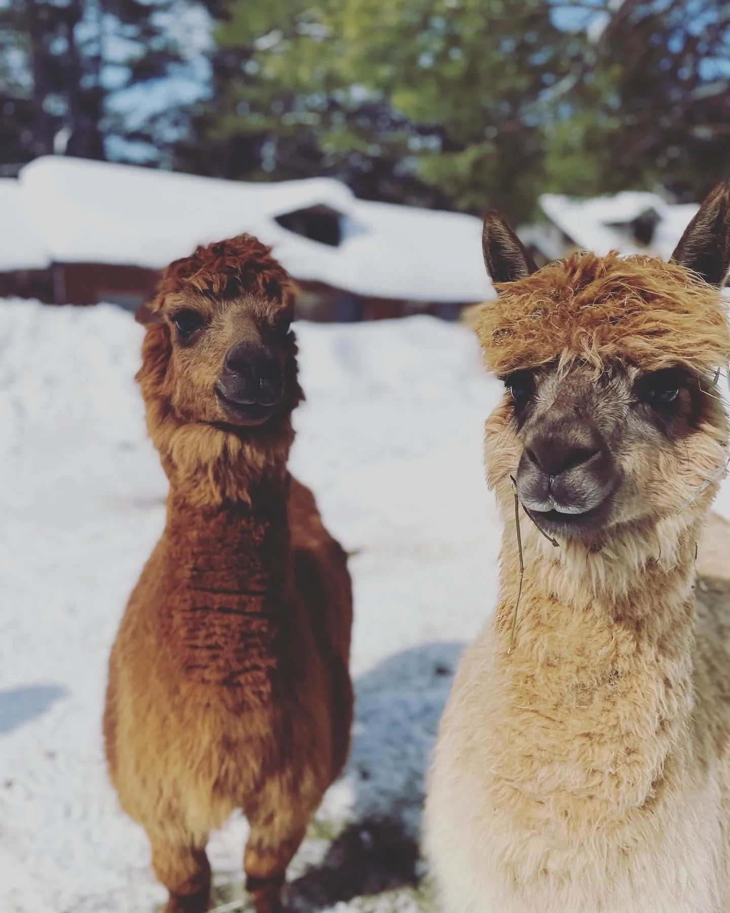 Two fluffy alpacas side by side in the snow