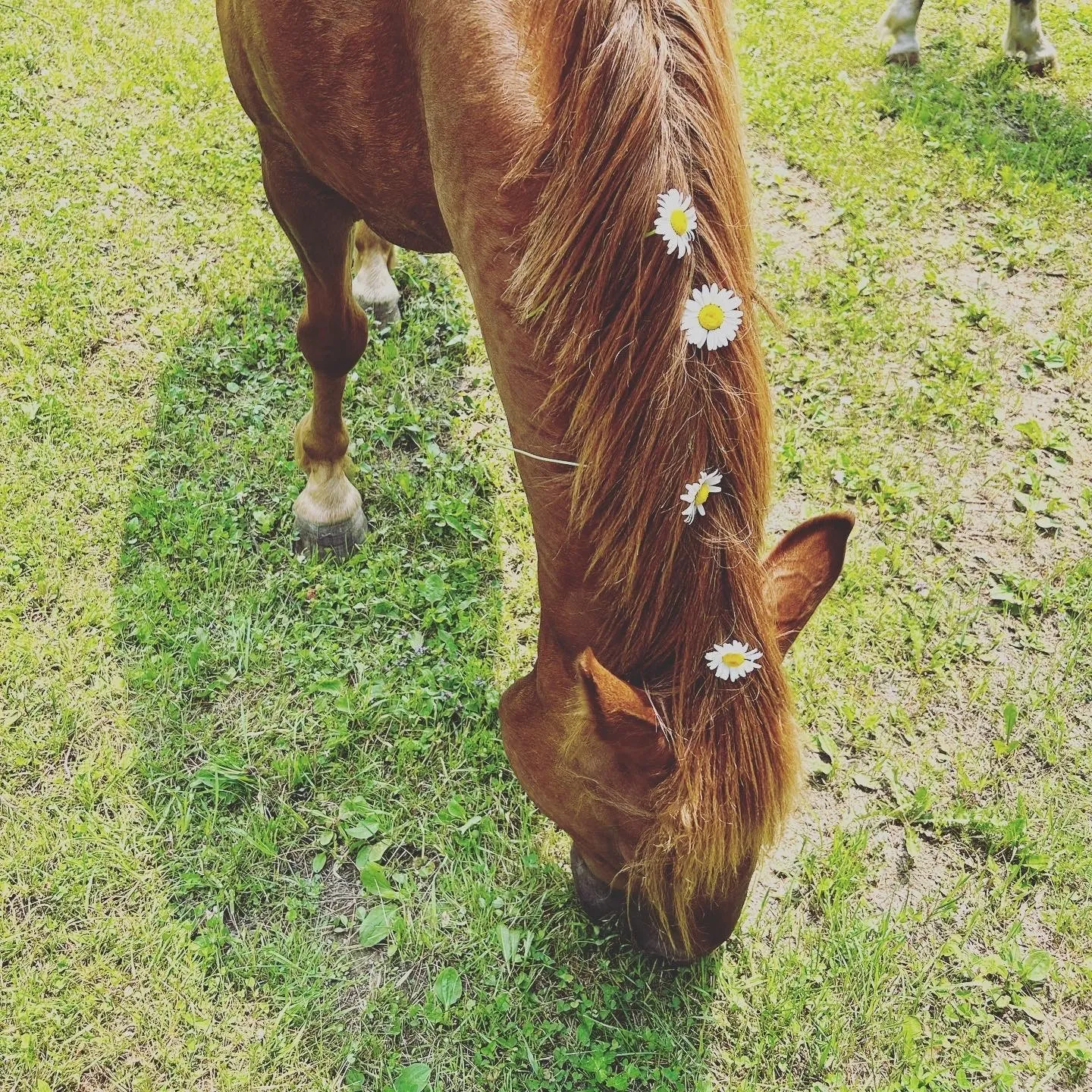 Chestnut horse grazing with white daisies woven into its mane