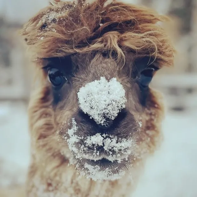 Alpaca with snow on its nose