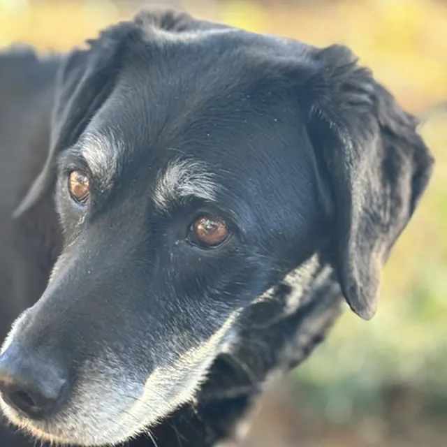 Close-up of a grey-muzzled black dog
