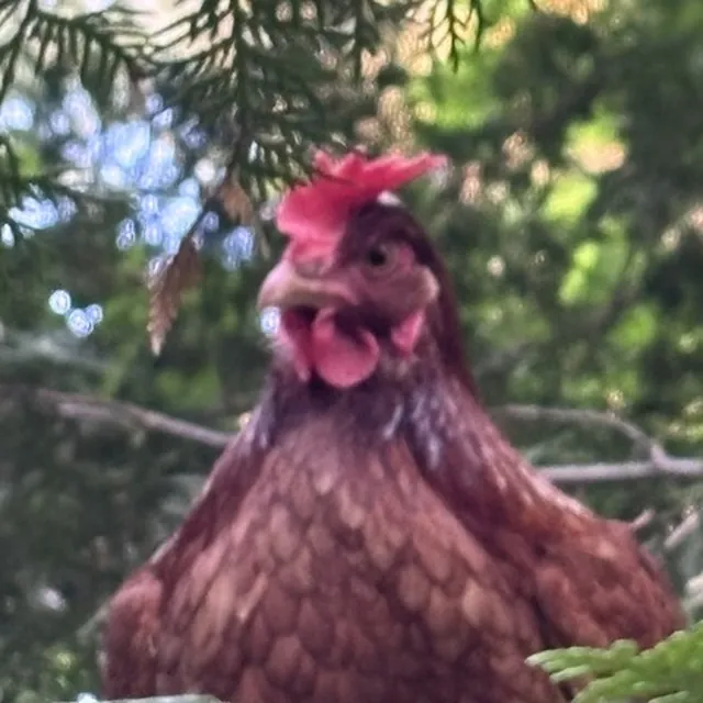 Red hen perched in a cedar tree