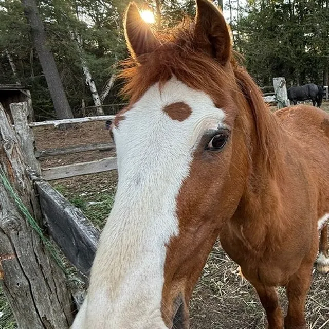 Chestnut horse with a white blaze at the pasture fence