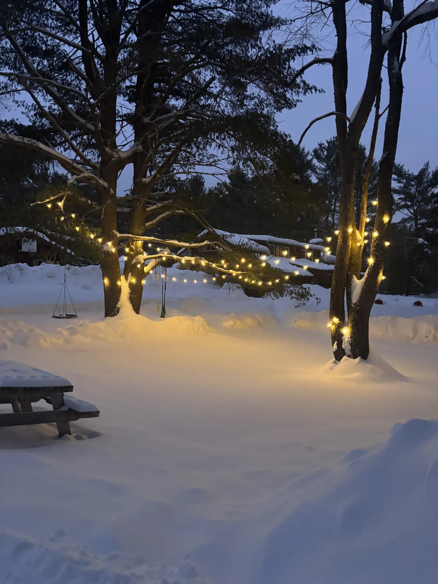 Warm string lights wrapped around pine trunks above deep snow